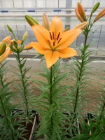 [5086 Indian Diamond No02.JPG]